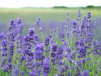 Lavender for Anxiety: How to Use This Calming Herb Effectively