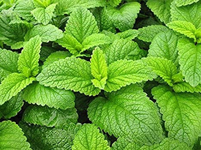 10 Lemon Balm Benefits and How to Use It