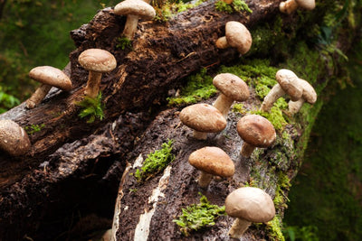 Why Are Shiitake Mushrooms Beneficial?