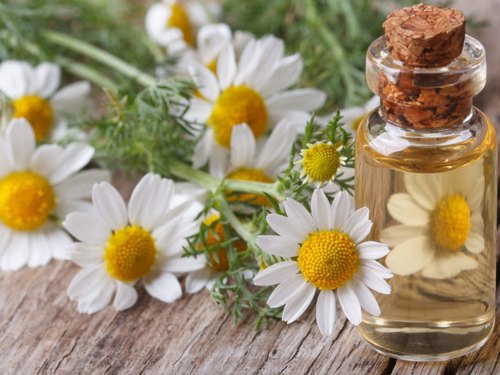 Chamomile Essential Oil Benefits & Uses in Treatment