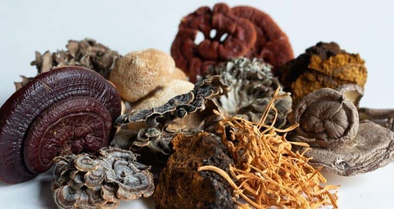 7 Mushrooms and their Benefits