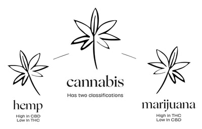 Cannabis, Hemp And CBD Explained