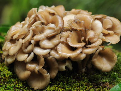 Everything You Need to Know About the Maitake Mushroom