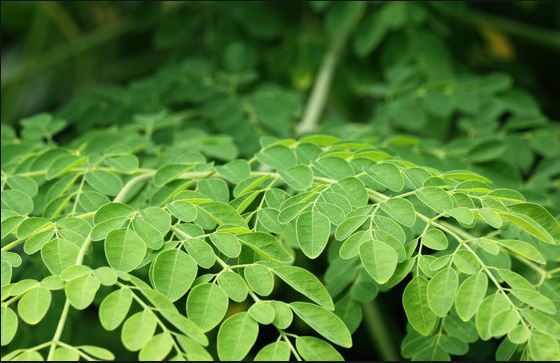 Moringa – Is It The Next Miracle Plant?