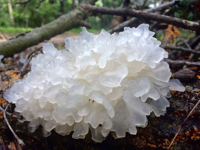 What You Should Know About White Fungus