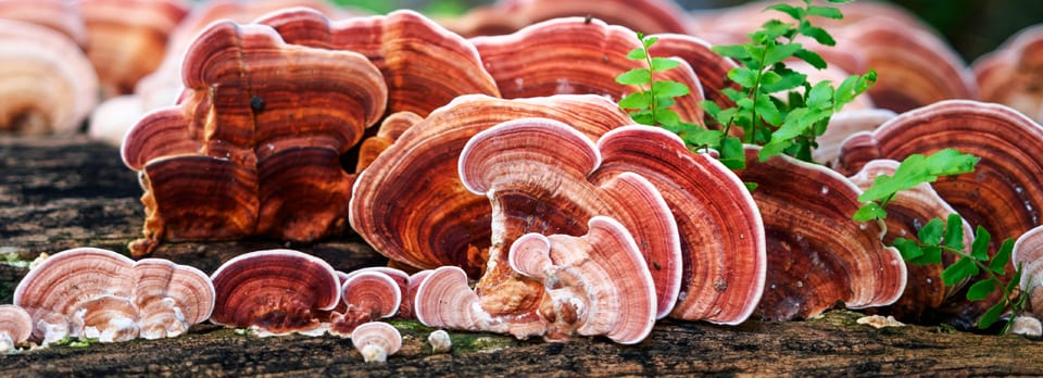 6 Advantages of Reishi Mushroom